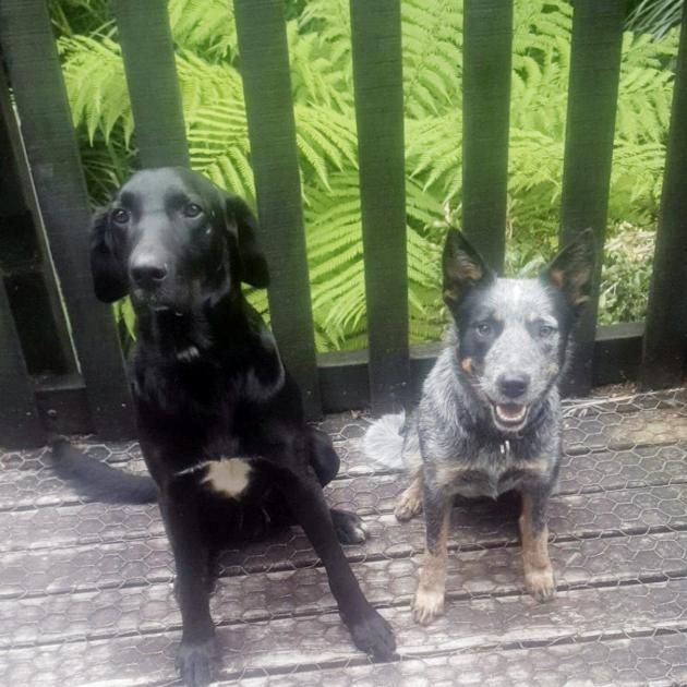 Huntaway-cross Jock and blue heeler Nala were stolen in Central Otago.