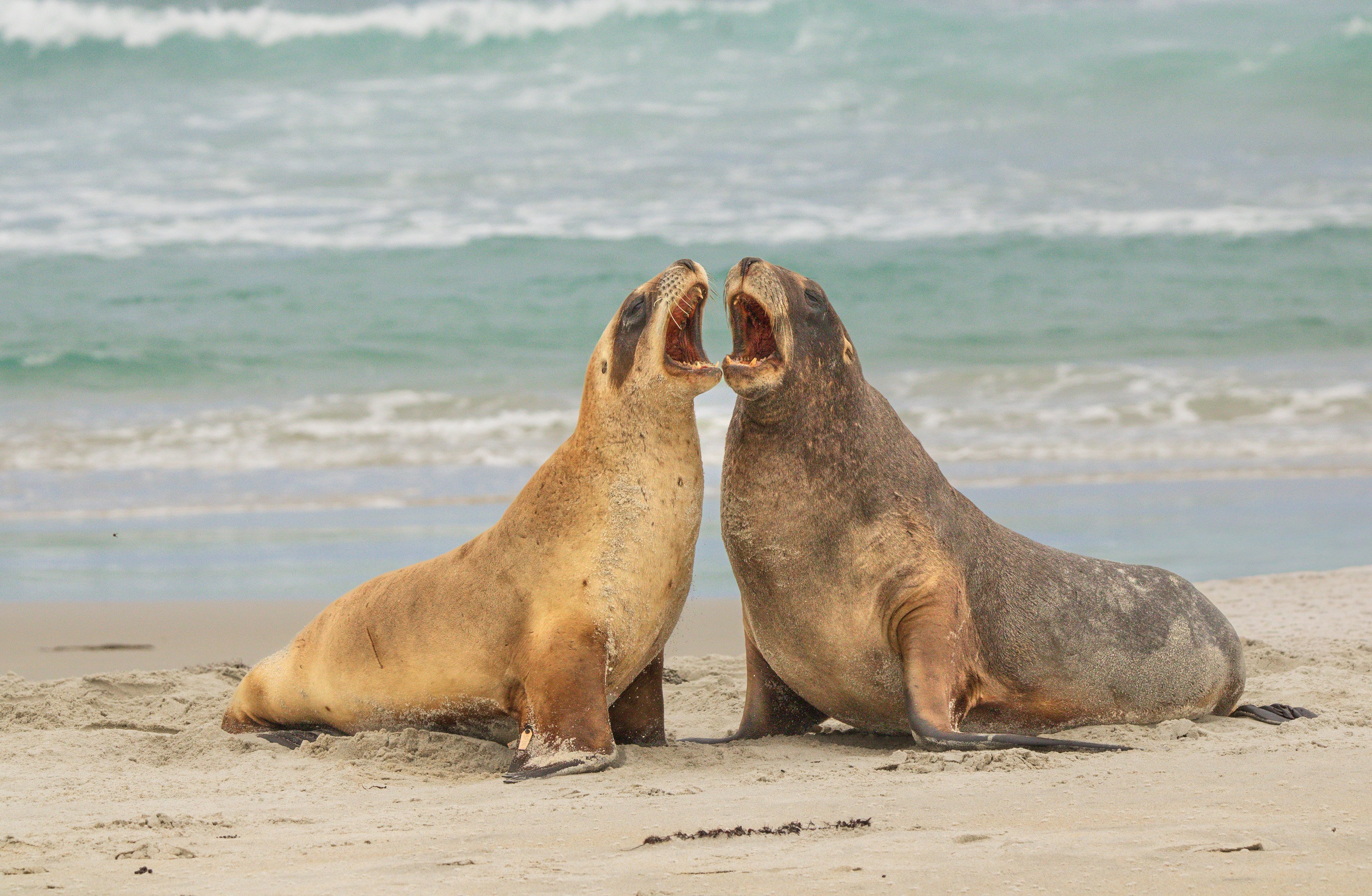 Dunedin resident Andrew Taylor took second place for his picture of two sea lions "having a...