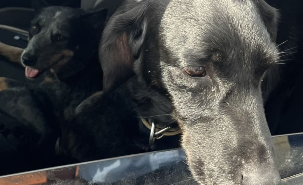 Nala (left) and Jock were found safe on Monday and returned to their relieved owners. Photo: NZ...