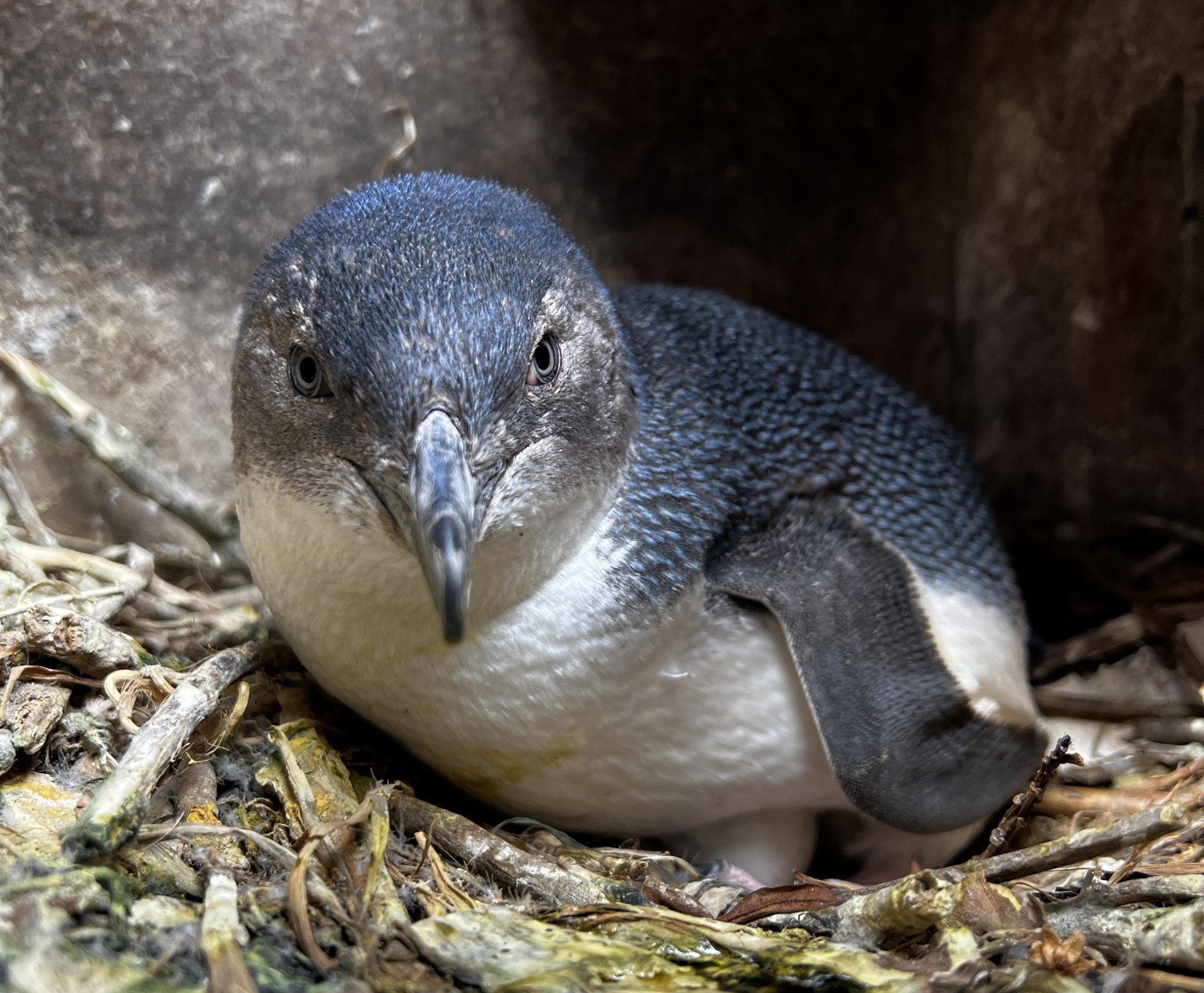 Oamaru Penguins is on track for its largest number of little penguin chicks fledged in a single...