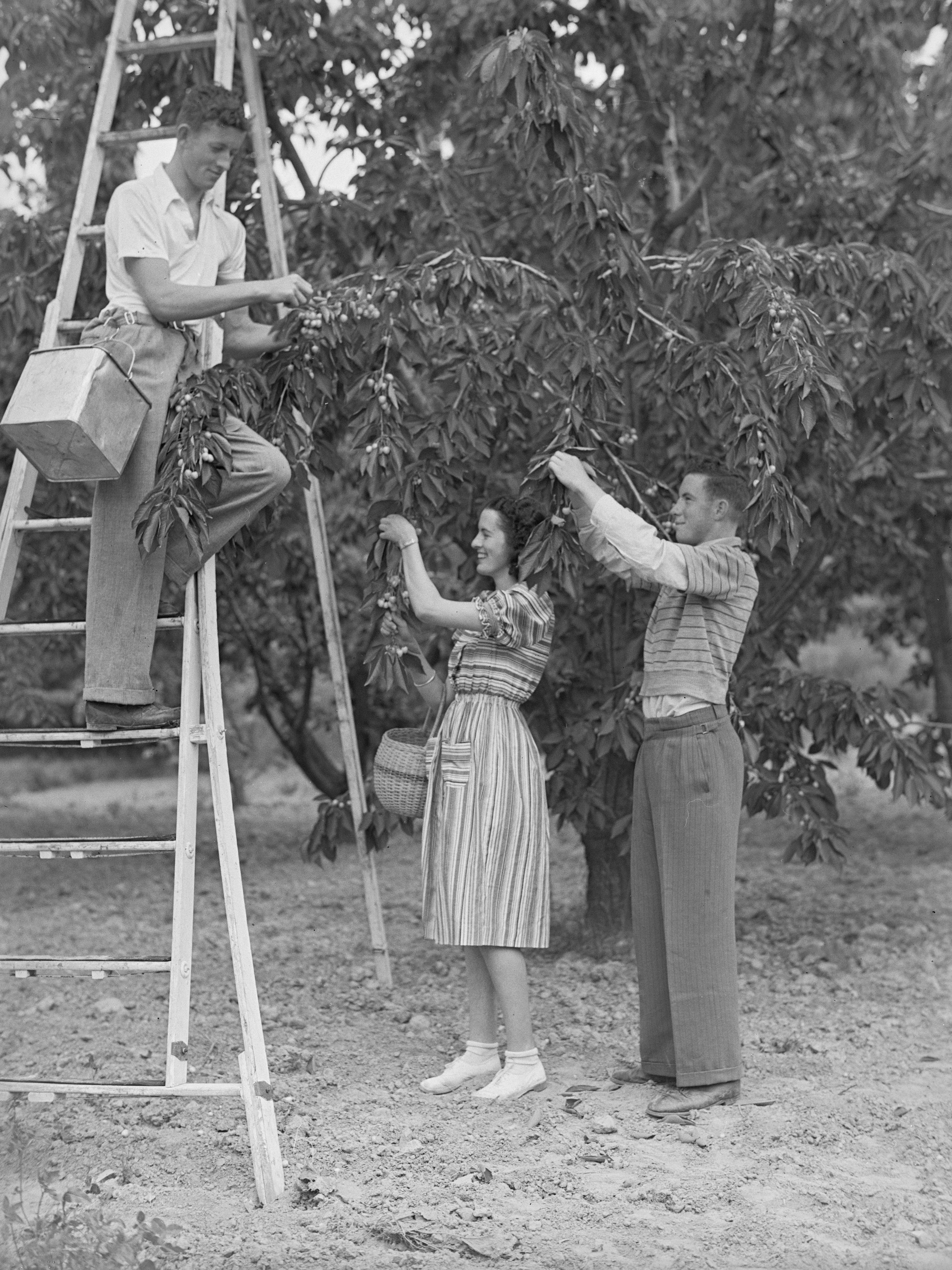 PHOTO: E.A. PHILLIPS PHOTOGRAPH, P1968-001/7-0185, HOCKEN COLLECTIONS UARE TAOKA O HAKENA