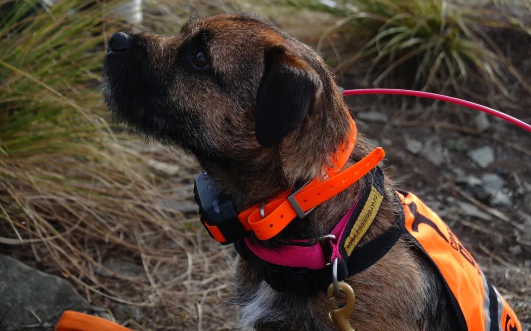 Detection dog Scout sniffs for scat to find possums. Photo: Supplied/Predator Free Dunedin