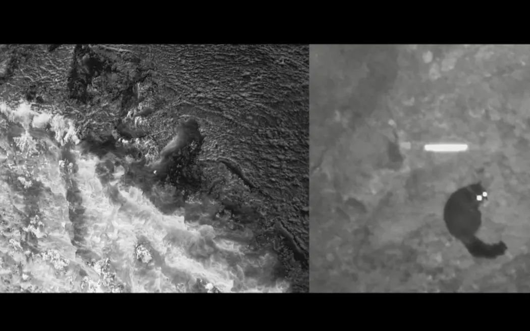 Possums caught on infrared cameras. Photo: Supplied/Predator Free Dunedin