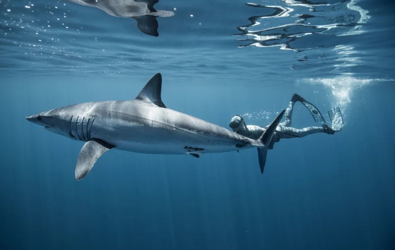 Riley 'Sharkman' Elliott swimming with a mako shark. Photo: Amber Jones via RNZ