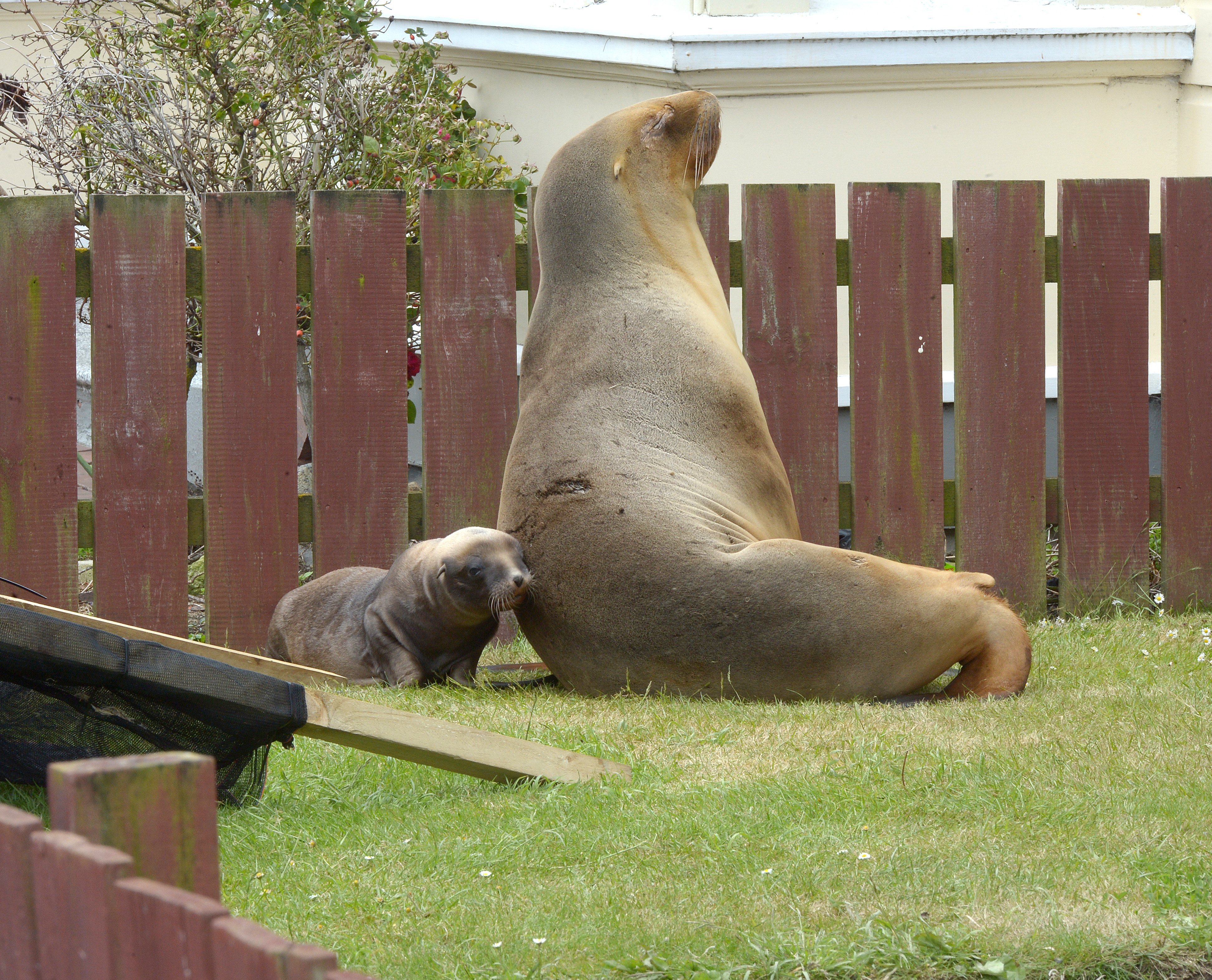 I spotted a picture of a sea lion and her pup on a Dunedin Instagram post, no location given. I...
