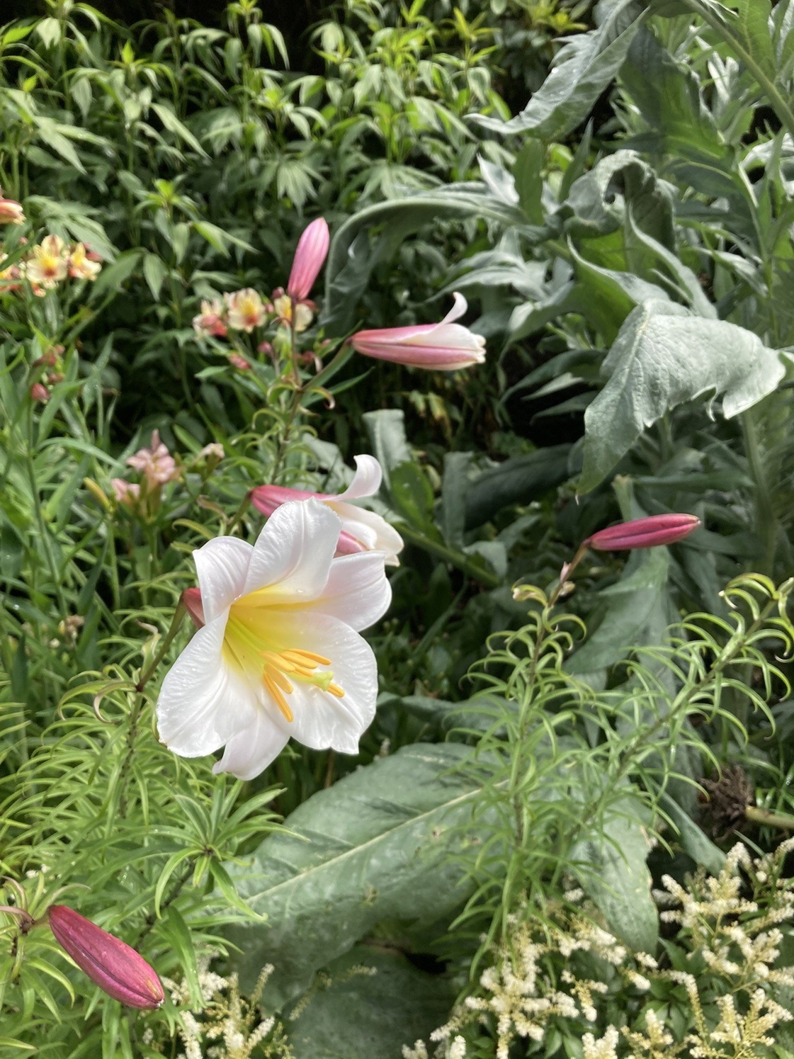 An array of beautiful lilies, including examples of this oriental-trumpet hybrid lily Master will...