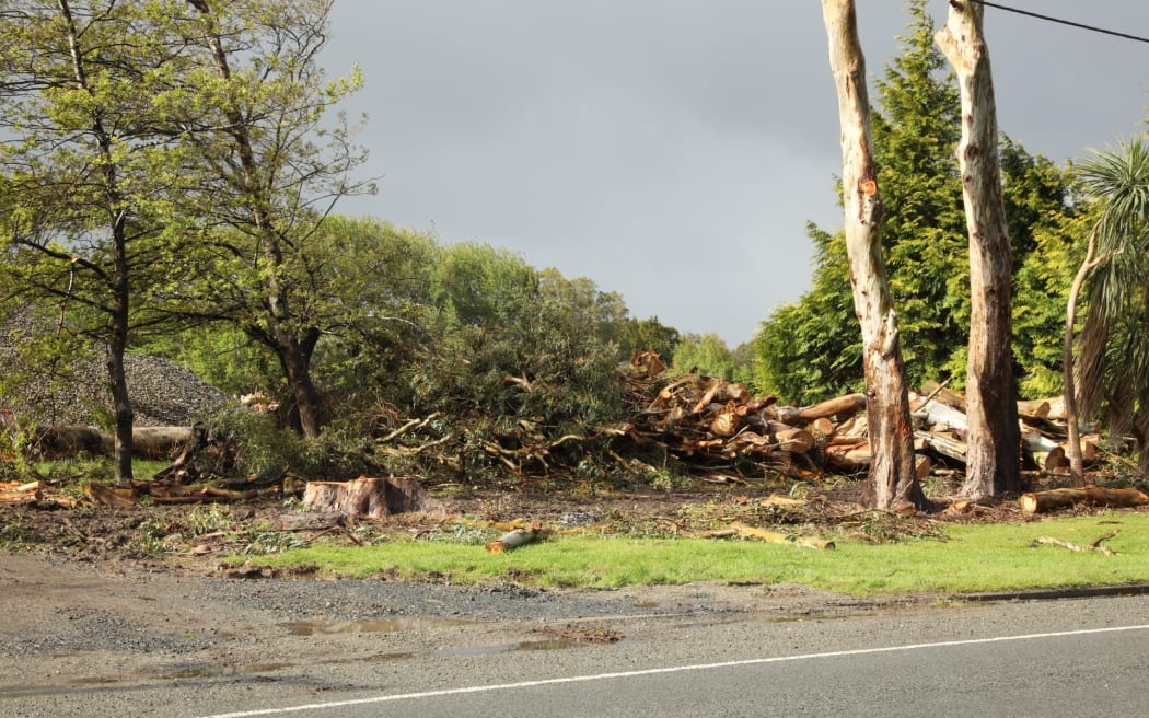 Some of the trees that were toppled in Invercargill in October's storm. Photo: RNZ 