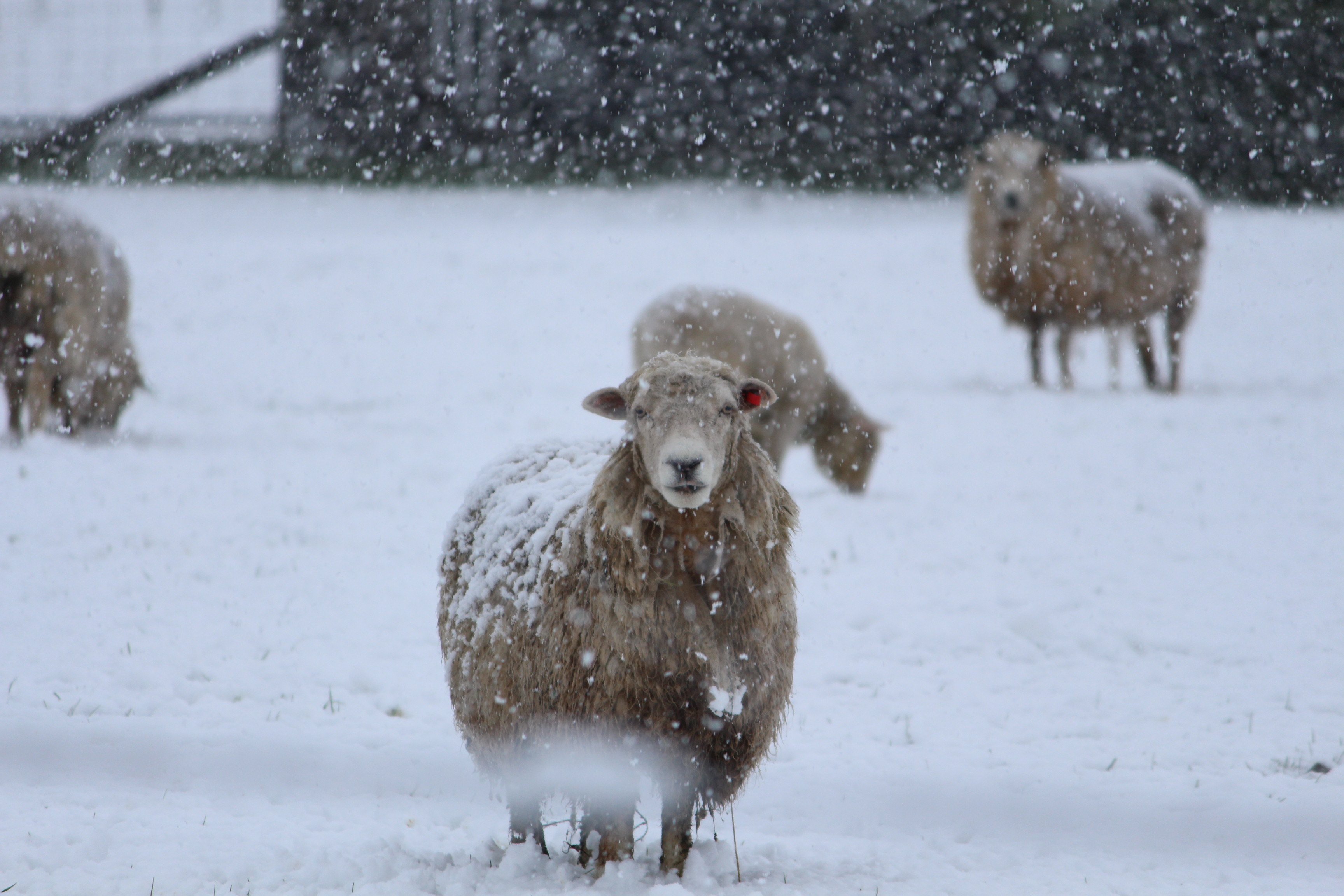 Mackenzie College student Will Cassie’s winning entry in Canterbury Museum’s Amazing Animals...