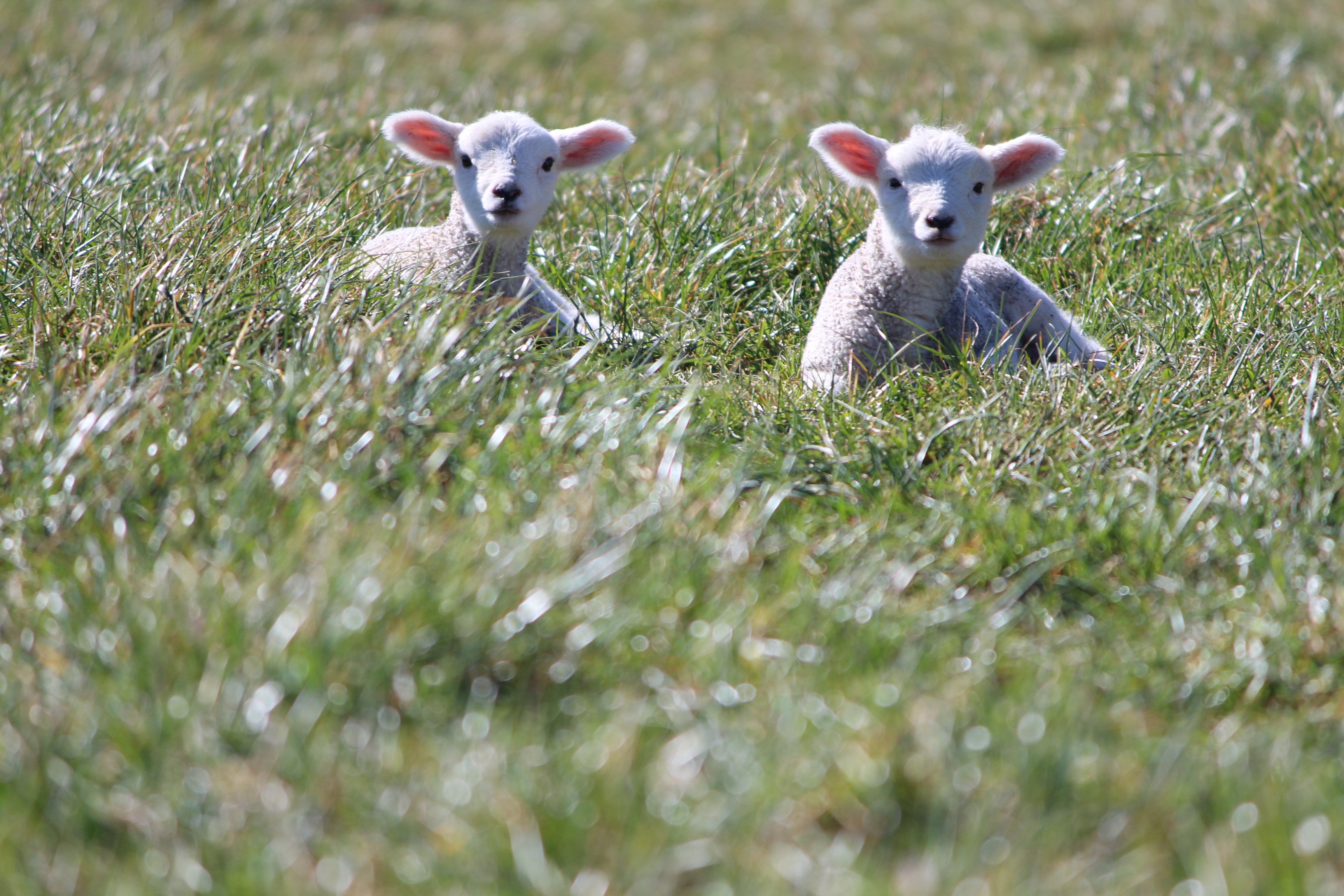 Two of his other photographs received a highly commended, including this photo entitled ‘‘Lambs...