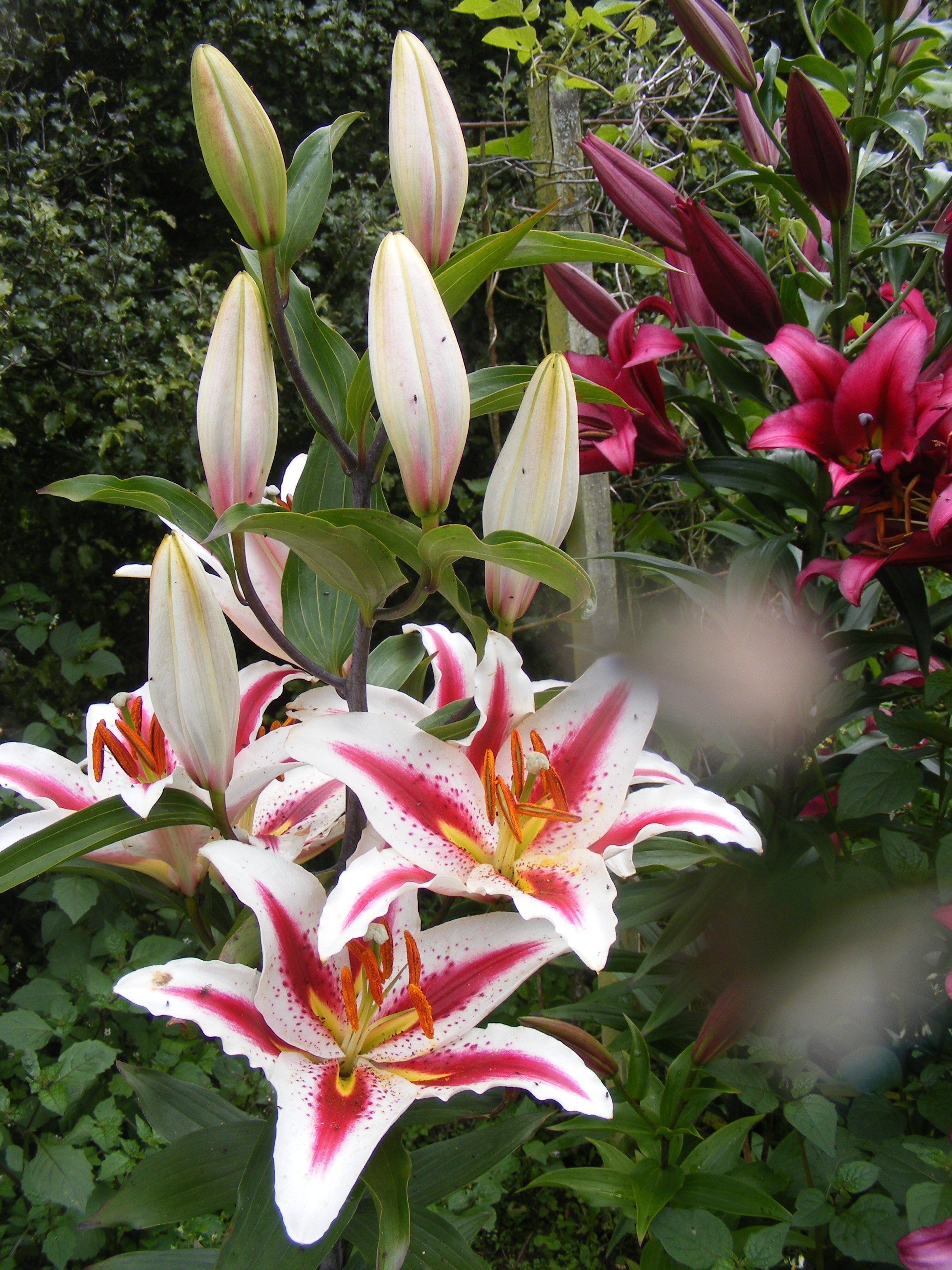Incorporating flowers in the vege garden provides unexpected visual delights like this lily.