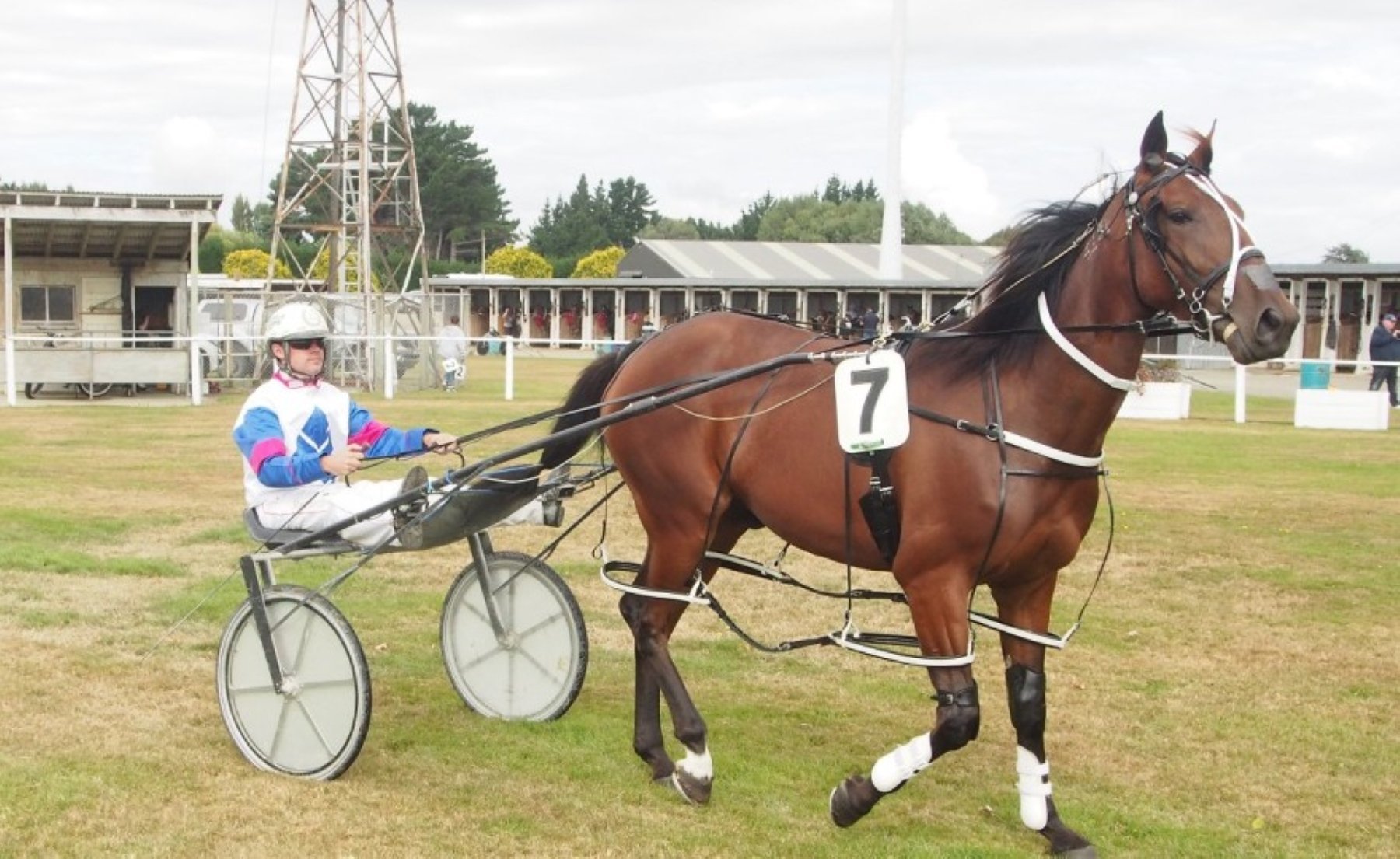 Wag Star has drawn well in the feature race at Omakau today. PHOTO: HRNZ