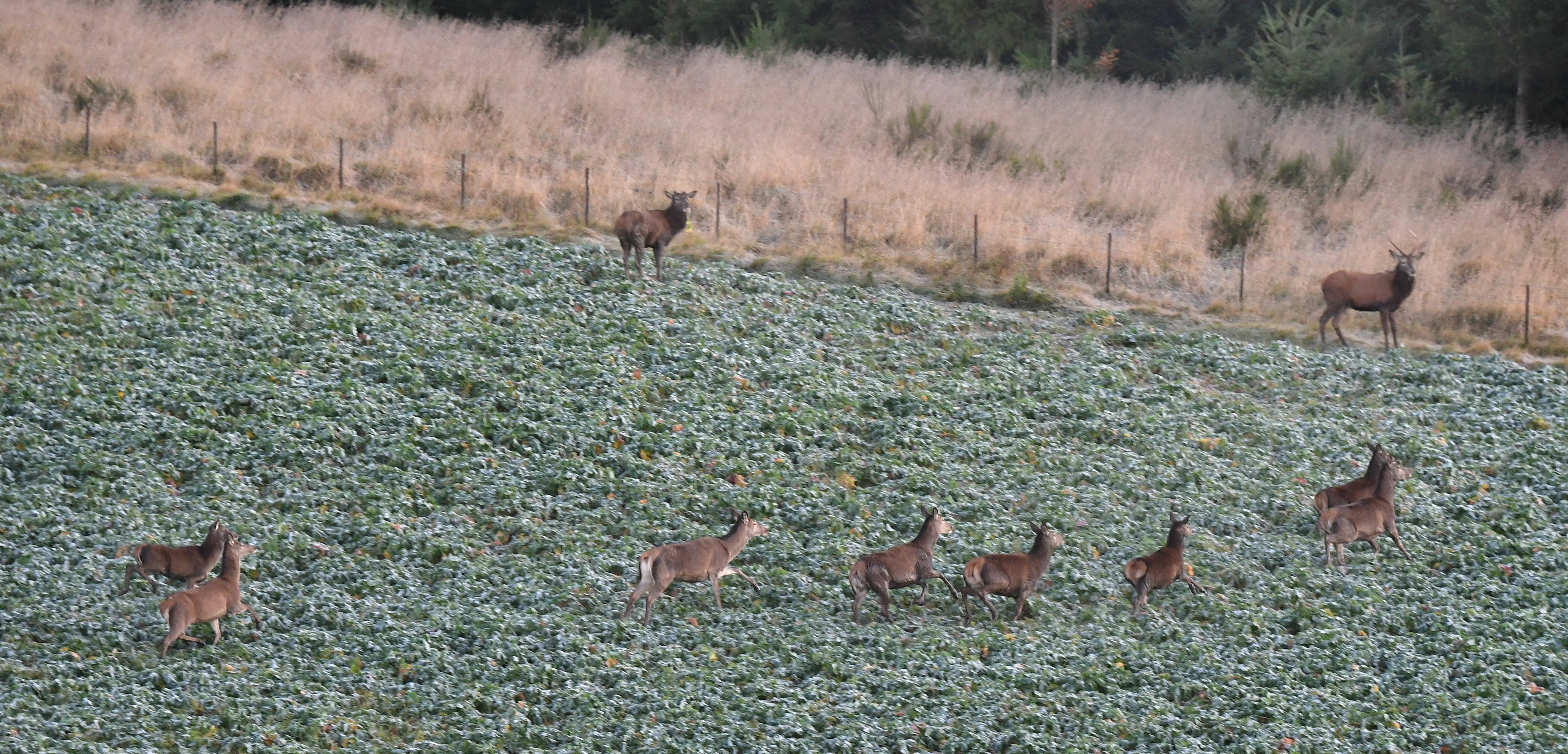 Wild red deer scamper for cover after being surprised while eating winter feed in a paddock on...