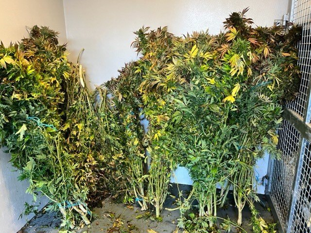Police recovered a significant quantity of cannabis in executing Operation Vintage. Photos: NZ...