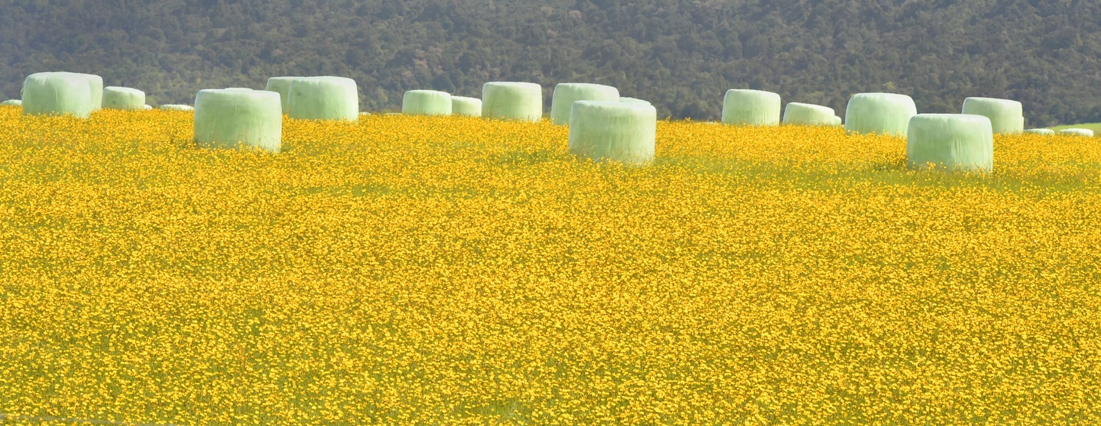 Photo: Gregor Richardson