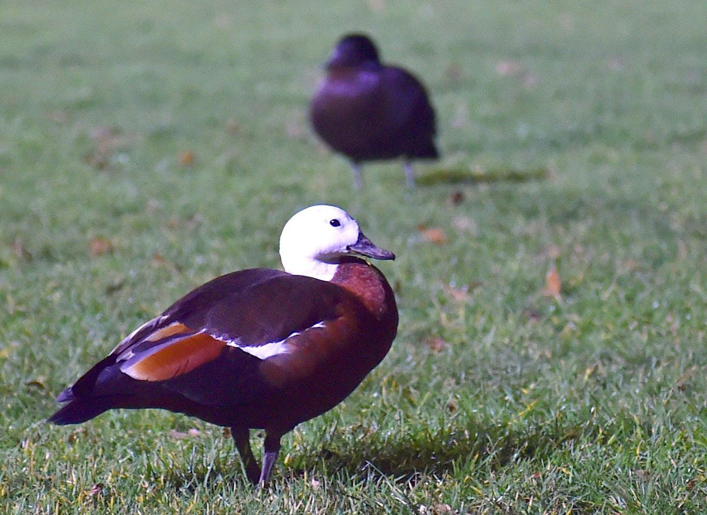 Paradise shelducks have a special shooting window between March 7 and 15. Photo: supplied