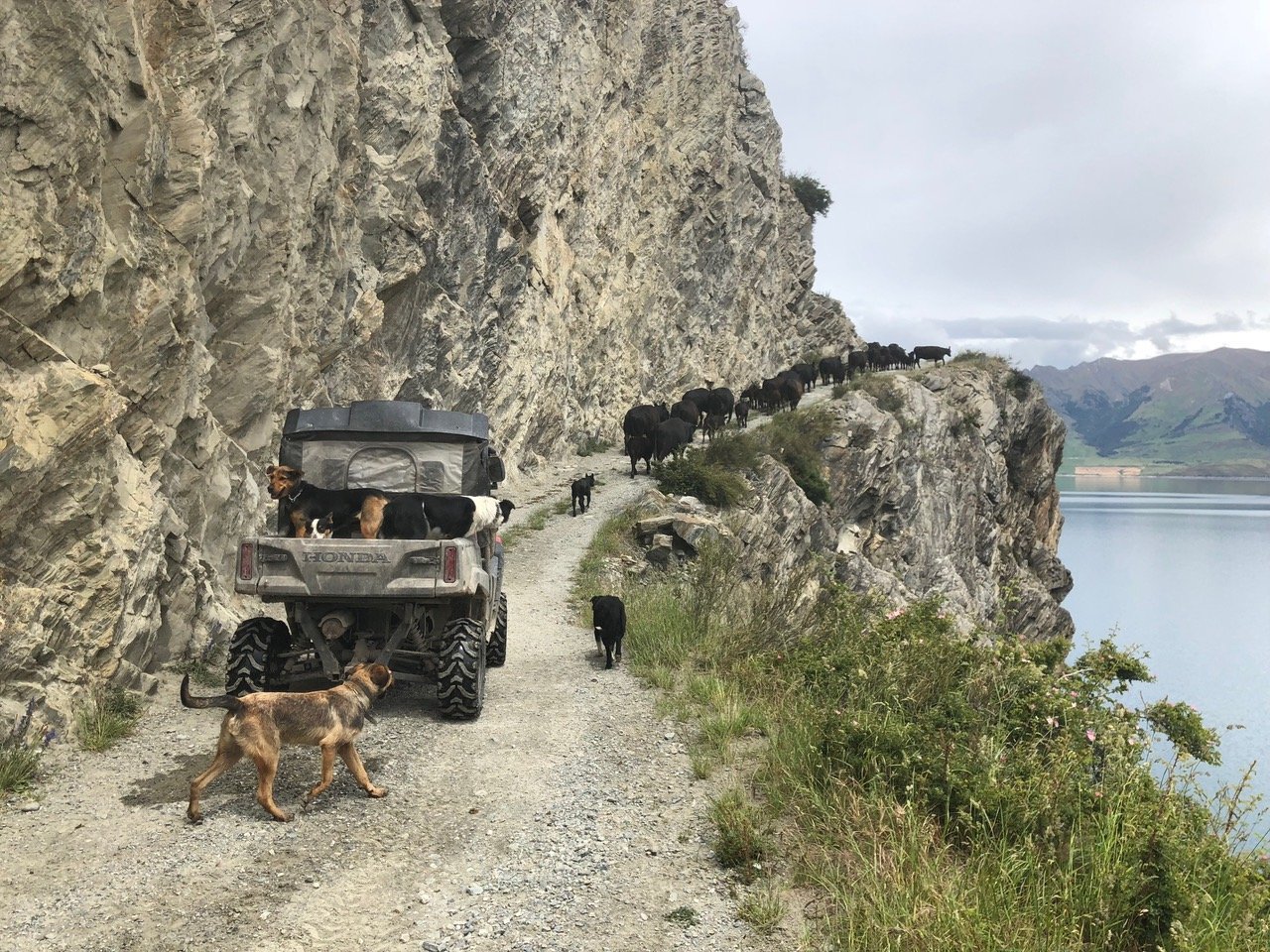 High country mustering at Dingleburn Station. PHOTO: SUPPLIED