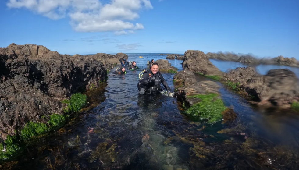 Dive Wellington runs sessions in the Taputeranga Marine Reserve almost everyday.  Photo: Supplied...
