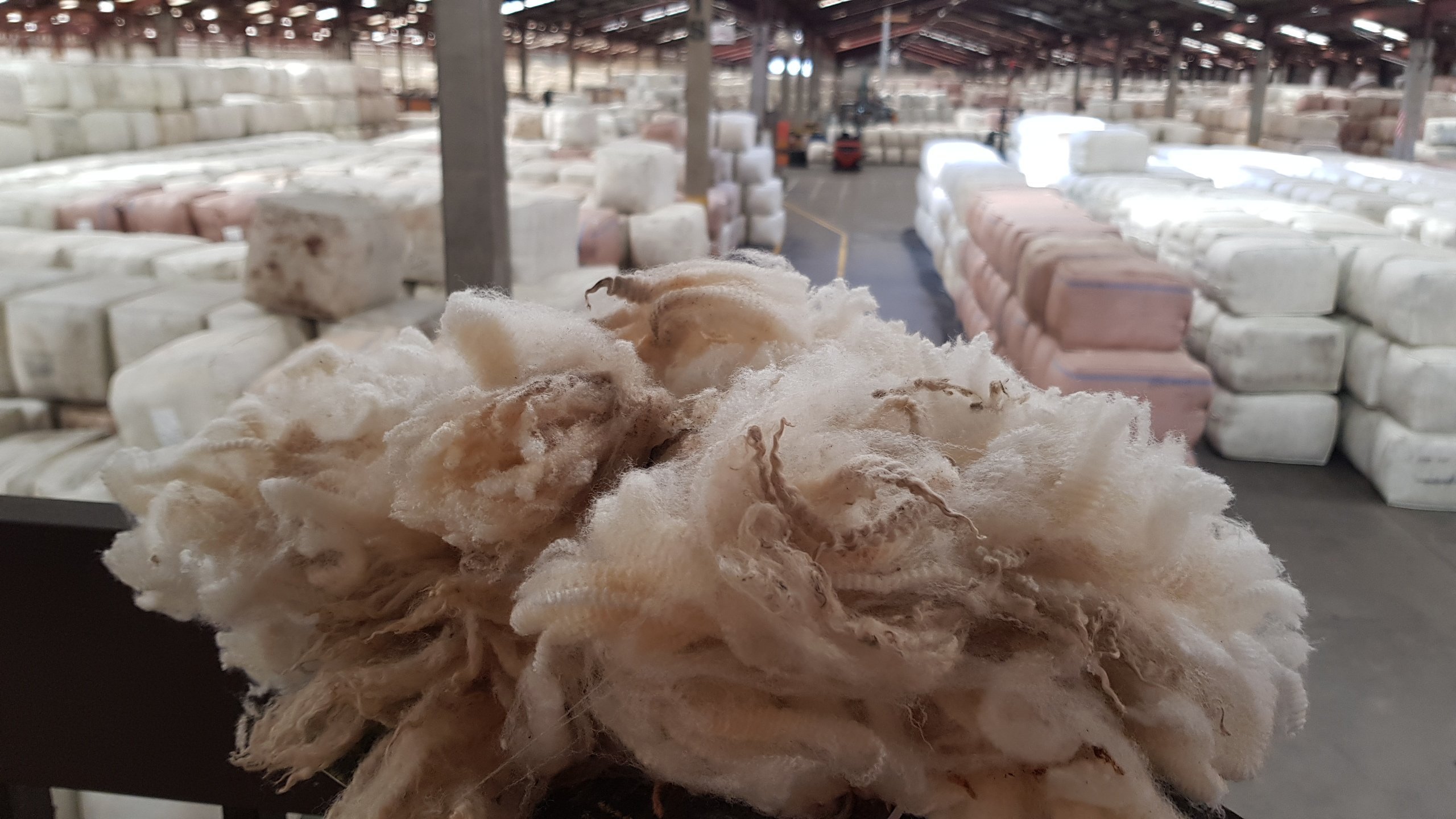 New Zealand is looking abroad to source fine wool. Photo: Allied Media files