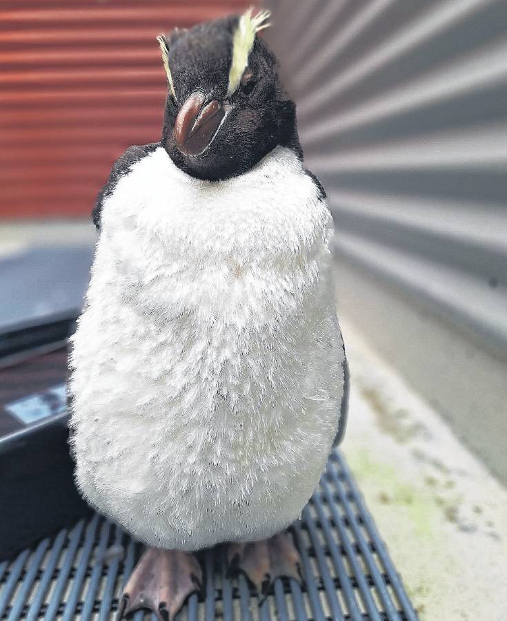 Snake has a mottled look as she starts to lose her feathers. Photo: Ōamaru Penguins / YouTube /...