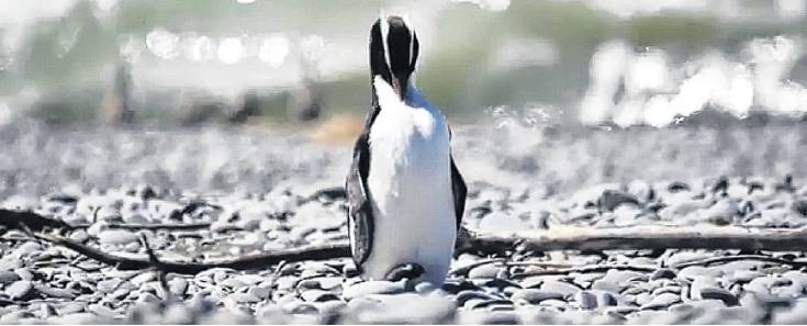 Snake grooming herself on Wakanui Beach. Photo: Ōamaru Penguins / YouTube / Desmond Downs