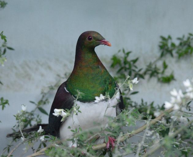 The kererū is the largest pigeon in the world.  PHOTO LINDA ROBERTSON/ ODT (file)