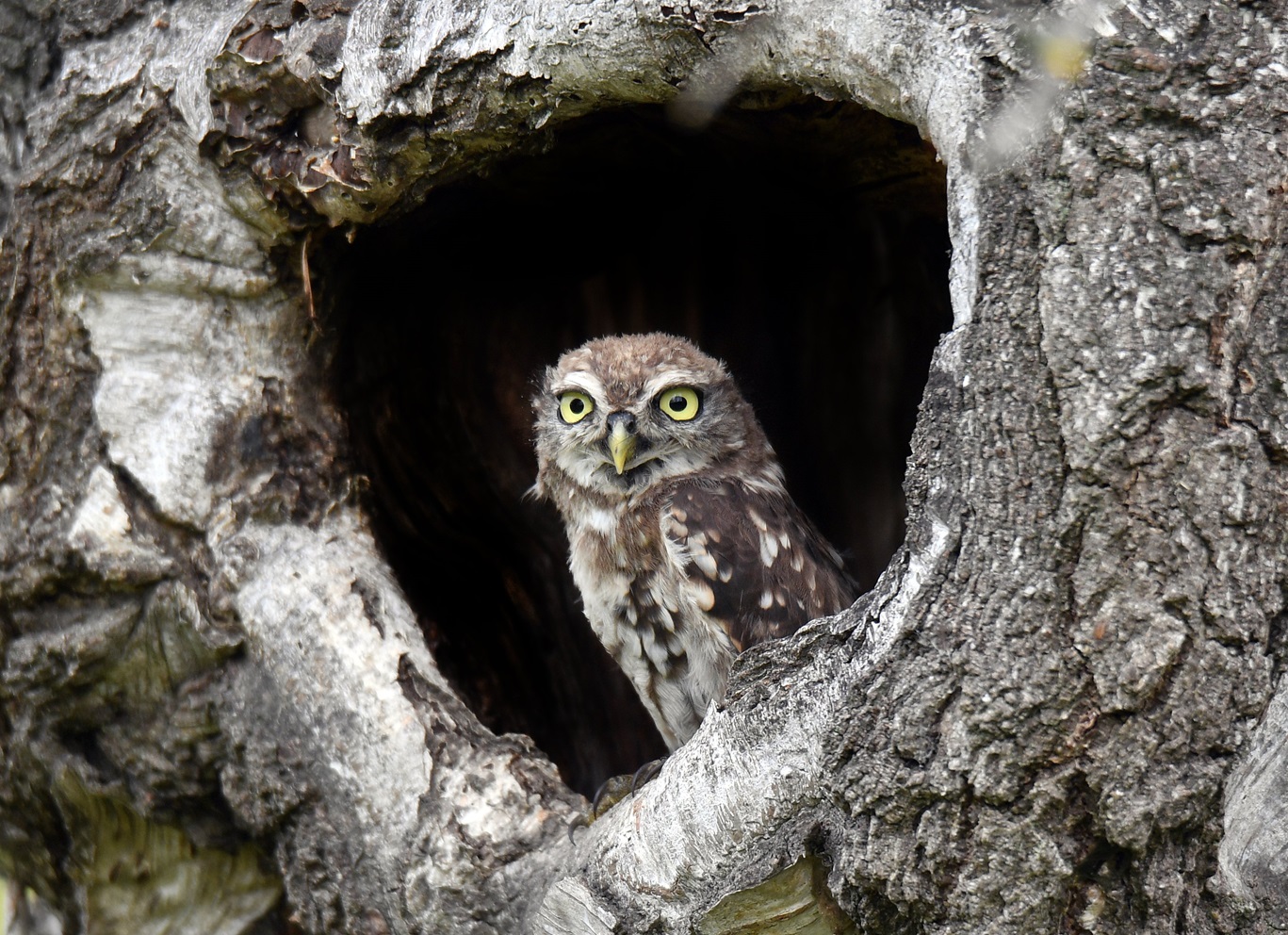 Photo: Stephen Jaquiery