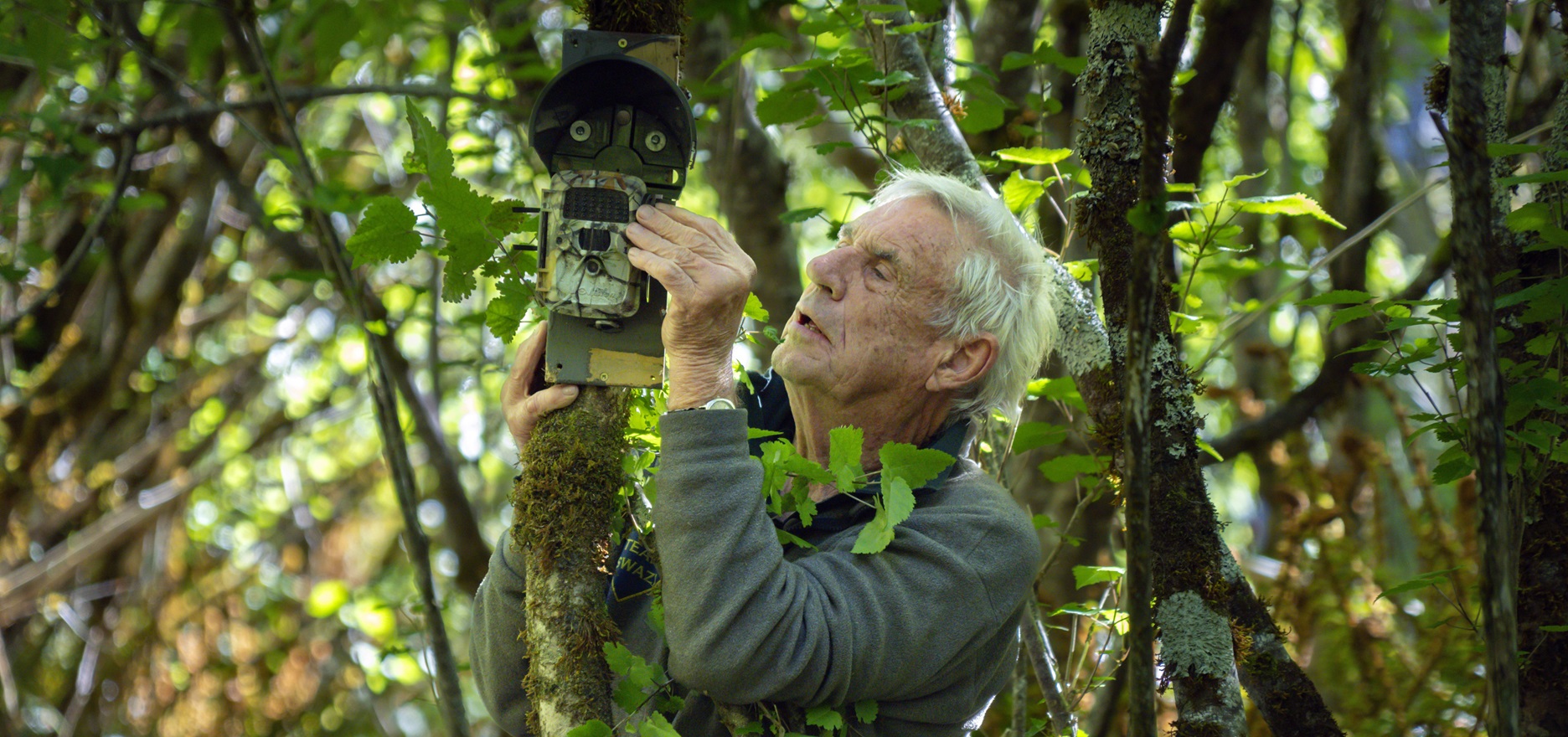 Ken Tustin secures a camera to a tree in the Dusky Sound catchment in Fiordland. Photo: Steve...