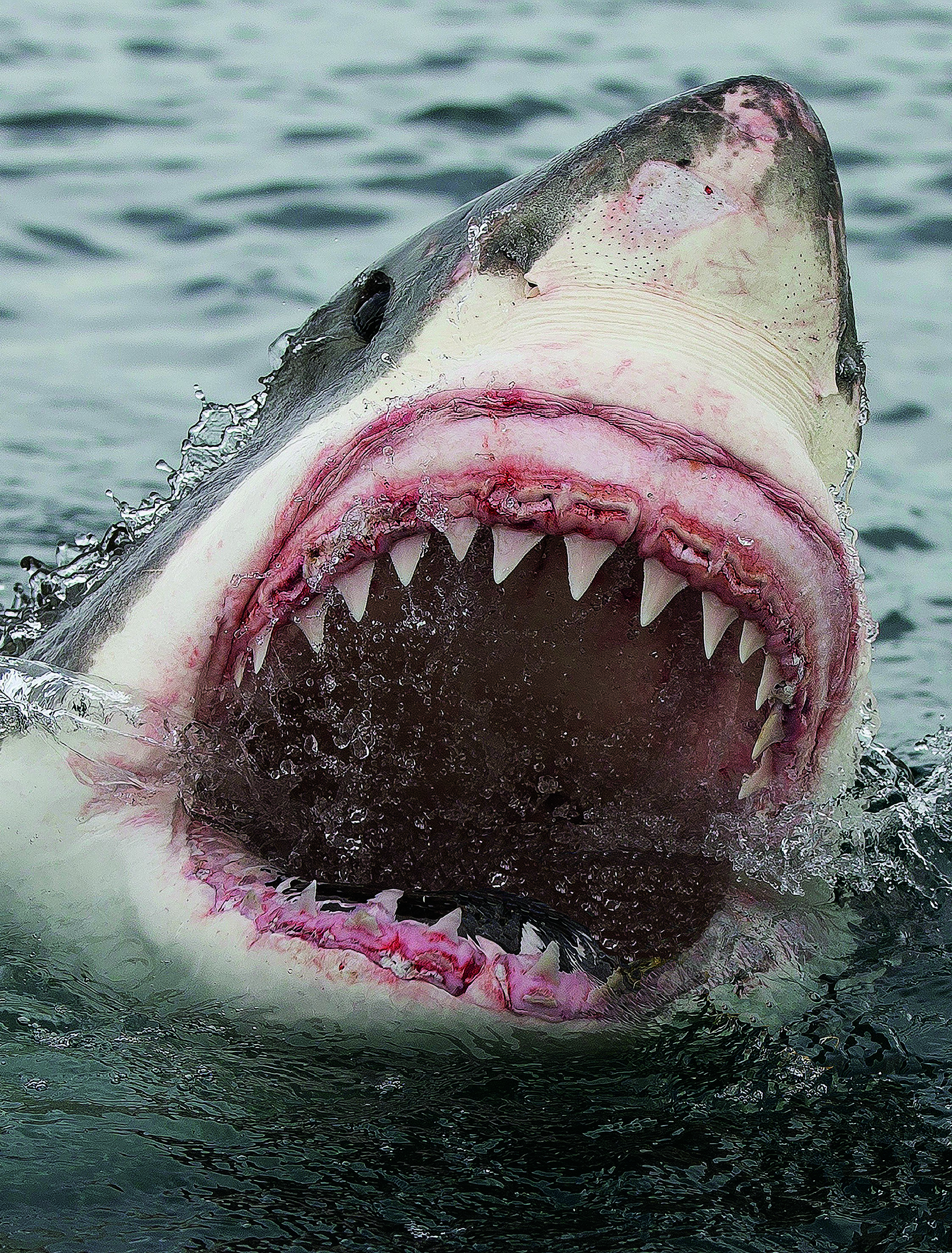 A great white shark. PHOTO: SUPPLIED