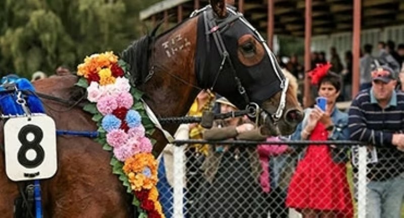 Pinseeker will stay with New South Wales trainer Luke McCarthy after his Australian campaign....