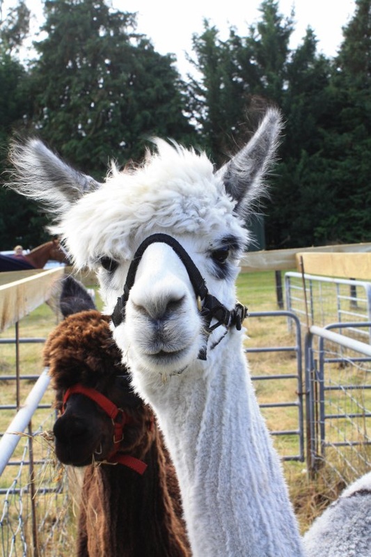 Winsome alpacas always attract plenty of attention at the Kinsman Contracting Temuka and...