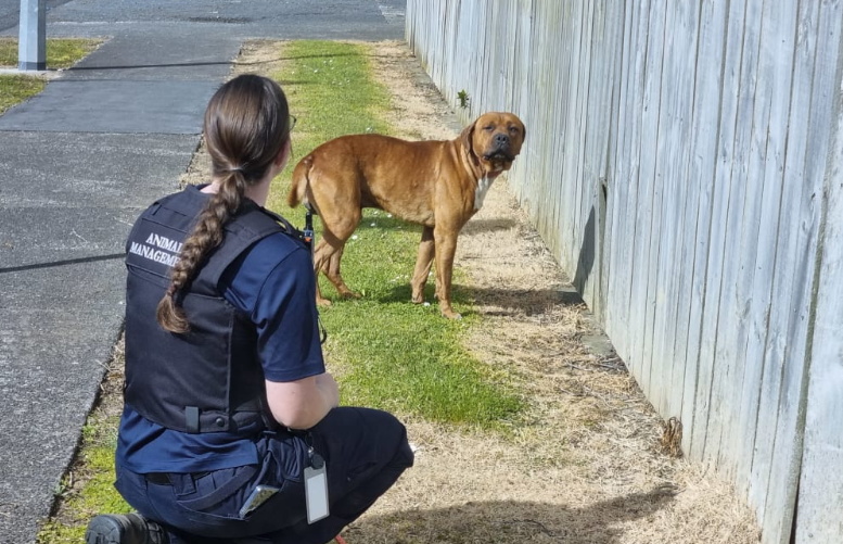 An animal control officer communicates with a roaming dog (file image). Photo: RNZ / Felix Walton