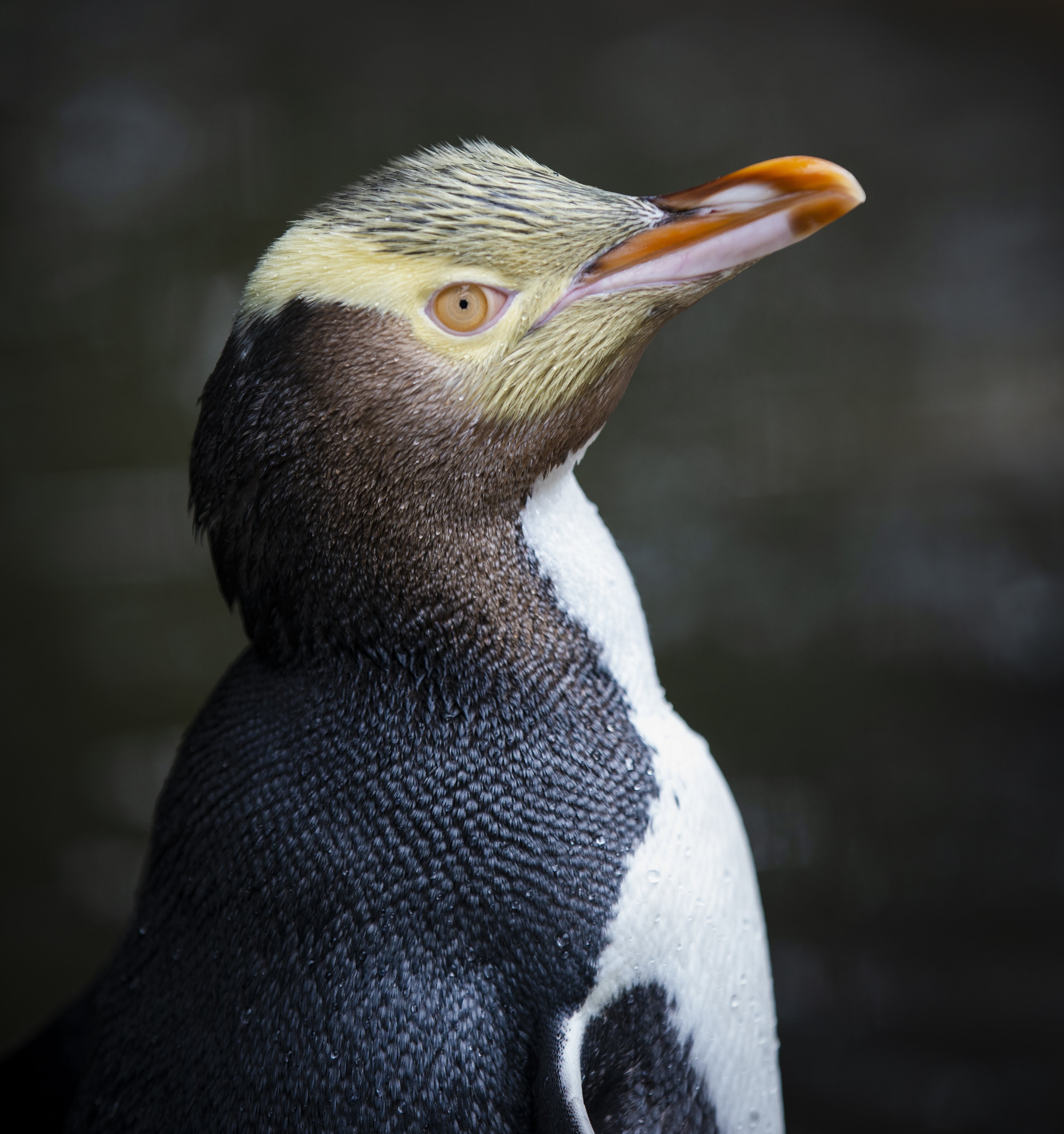 PHOTO: HAYDEN PARSONS