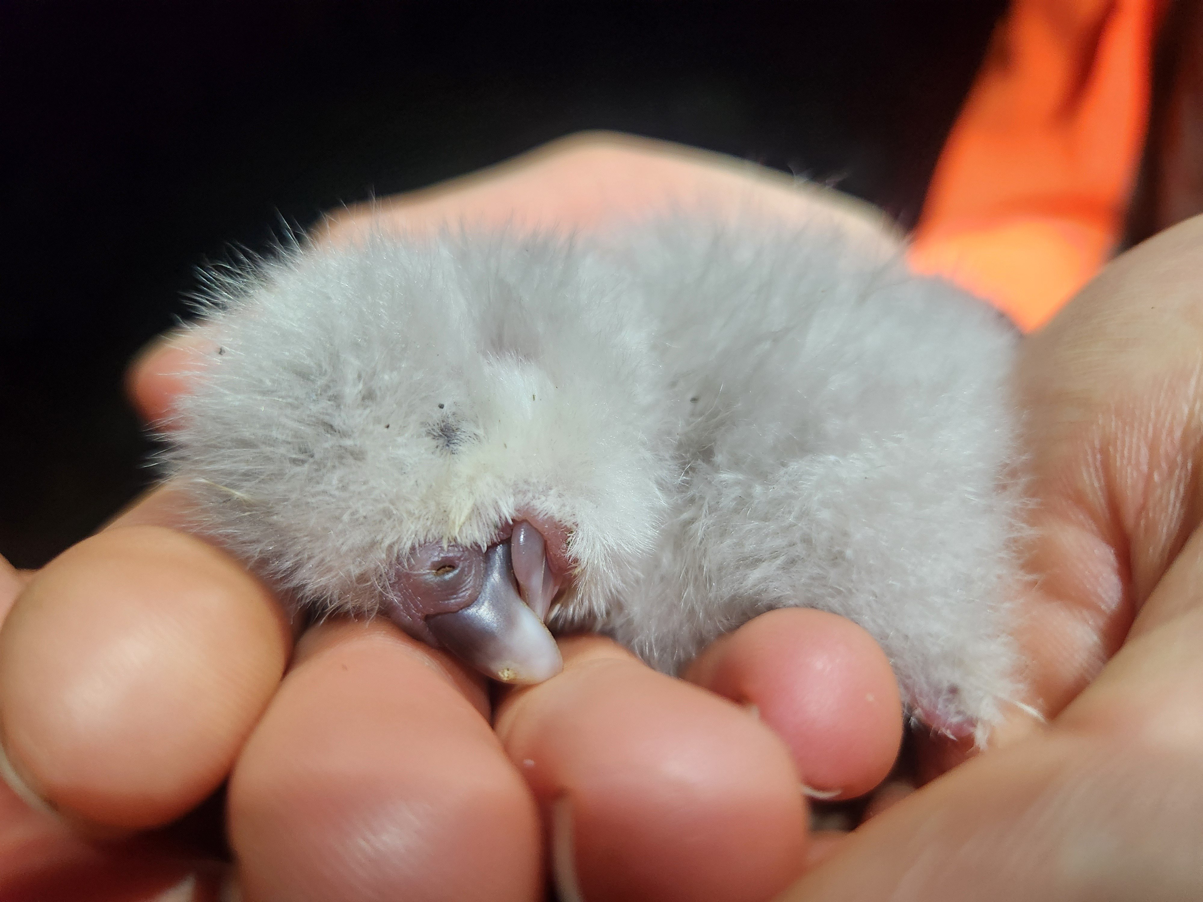 The first kākāpō chick of the 2026 breeding season has hatched. PHOTO: LYDIA UDDSTROM / DOC