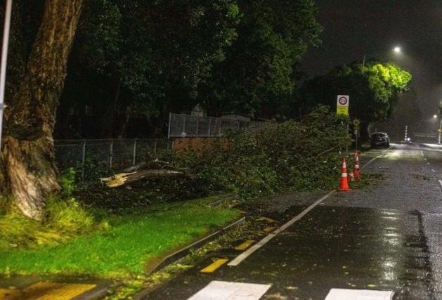 A tree down in front of Our Lady of The Rosary School in Lower Hutt. Photo: RNZ