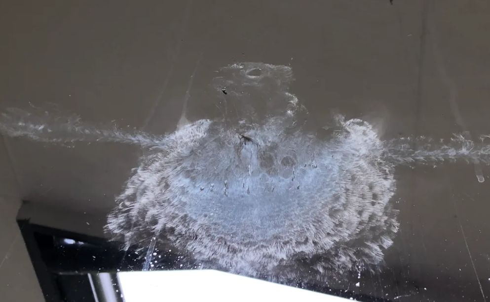 An imprint left behind after a kererū flew into a window. PHOTO CHRIS MURRAY/SUPPLIED 