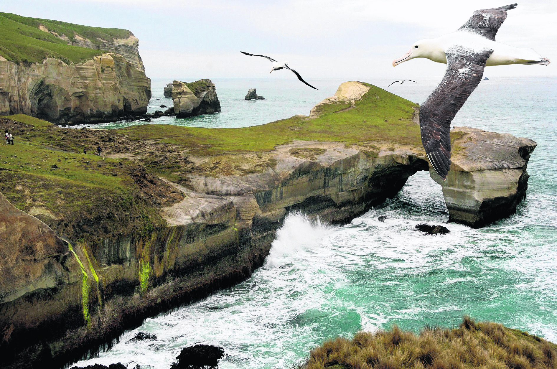 An albatross flies over Tunnel Beach. IMAGE: SUPPLIED