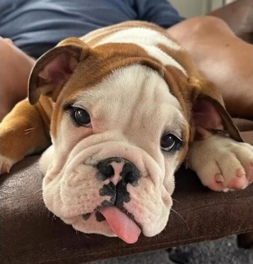 The tenants did not tell their landlords that Rocky the dog lived at the property.