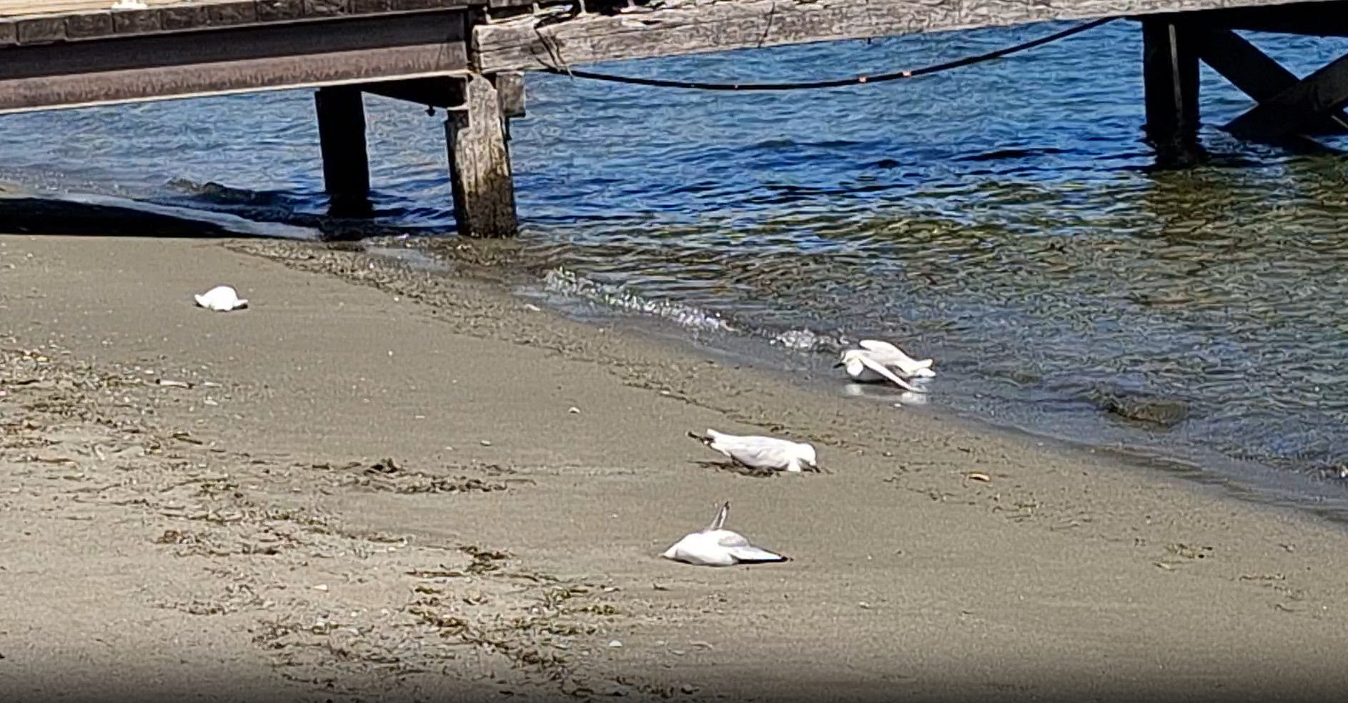 The Department of Conservation is appealing for information on the poisoning of black-billed...