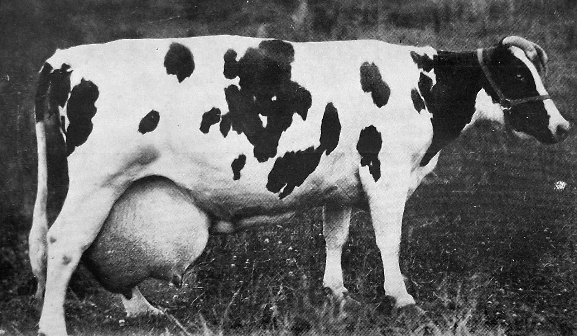 Burkeyje Sylvia Posch, owned by H. North and Sons, of Omimi, claimed the title "the greatest...