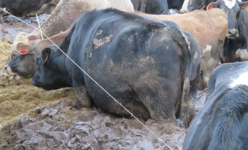 A Southland livestock grazing company was fined for allowing hundreds of cattle to graze in mud....