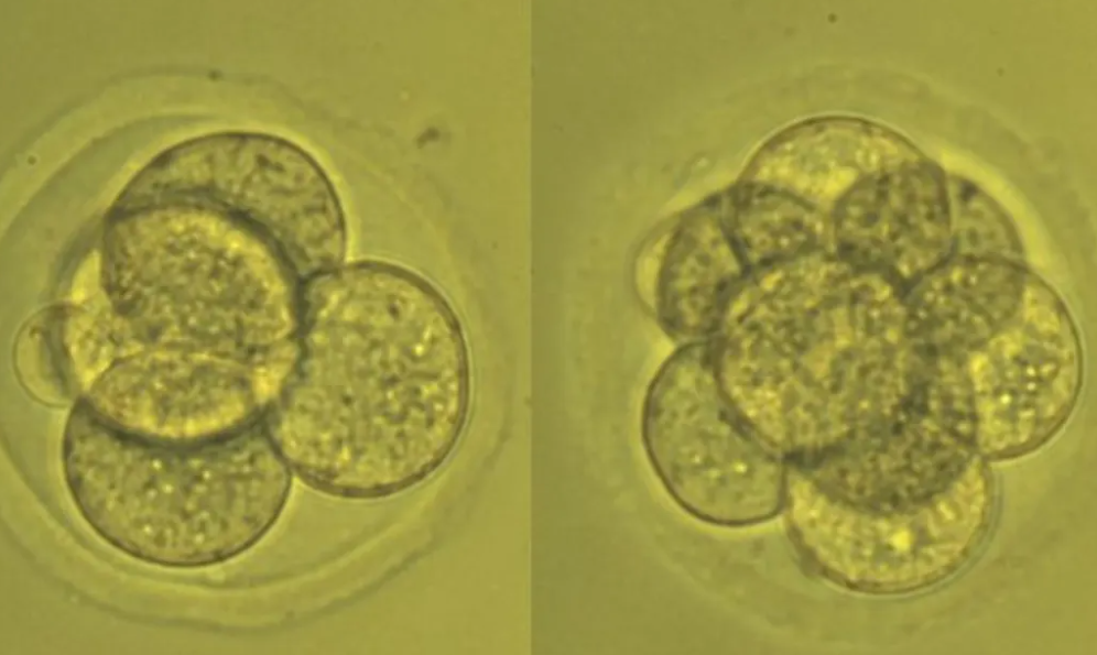 An embryo pictured as it divides from four to eight cells. Photo: Melanie Olds