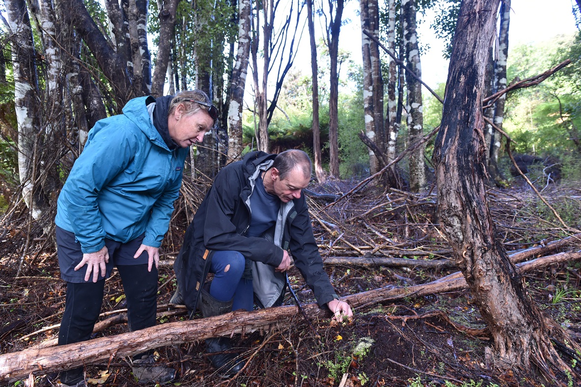 Forest & Bird employees Nicky Snoyink and Gavin White looking at a devastated forest floor in the...