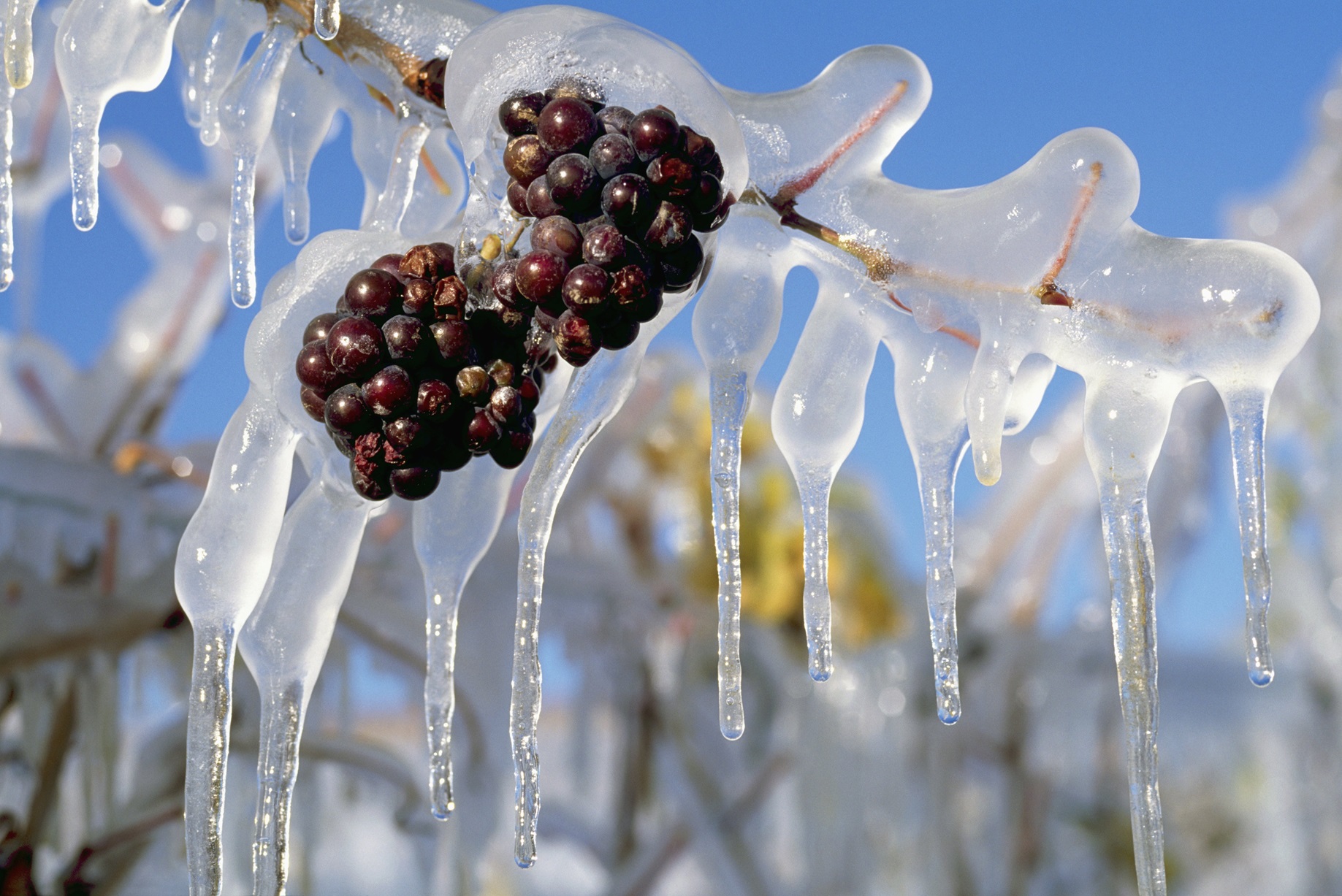 Ice covered red grapes hanging on a vine. Photo: Getty Images