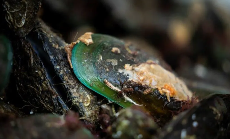 The company received 27 shipments of the live green-lipped mussels. Photo: NIWA/Rebekah Parsons-King