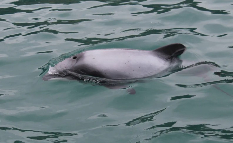 The camera on-board FV Emma Jane recorded images of a net being cut and a dead Hector's dolphin...