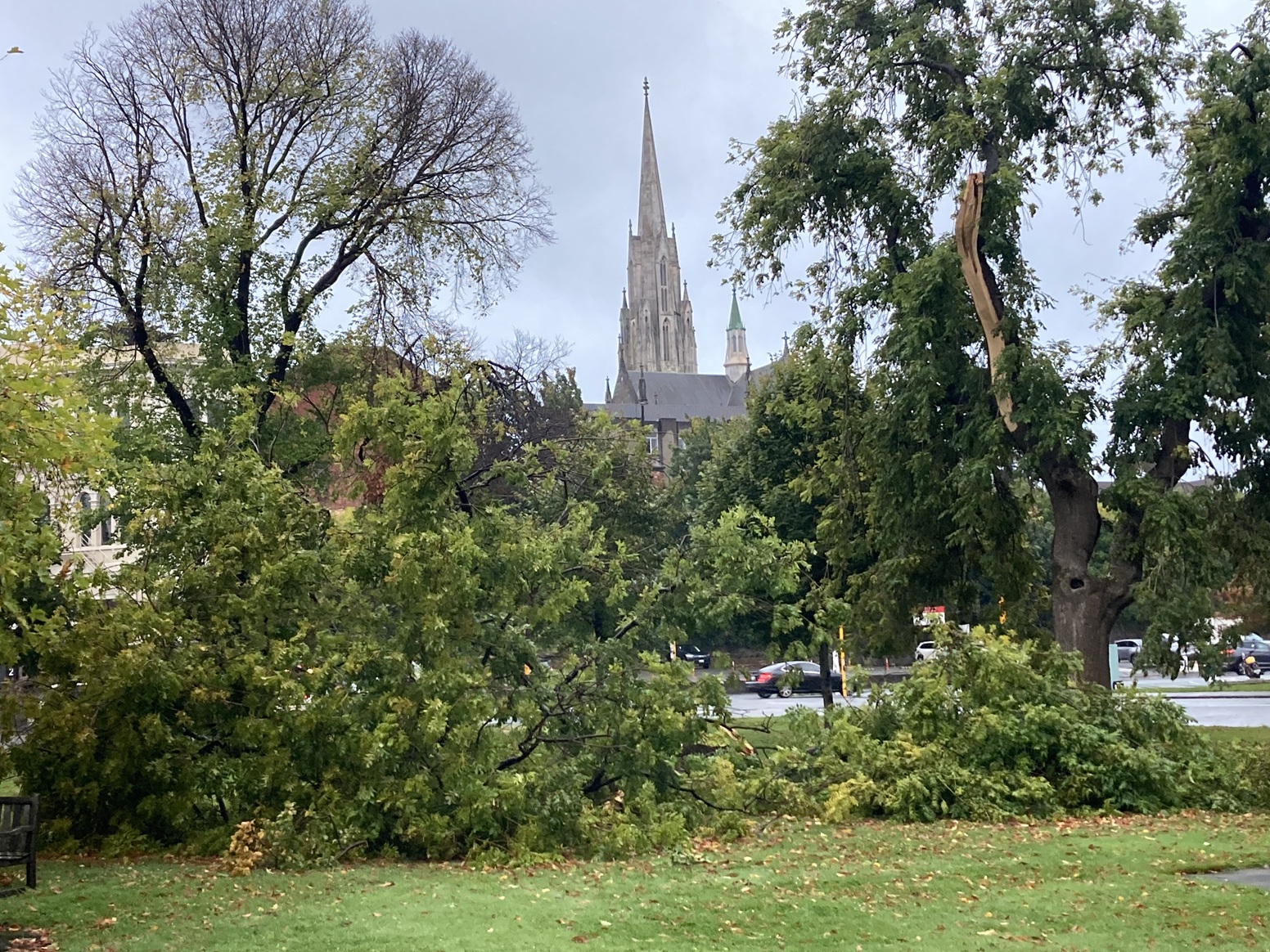 A large limb broke from a tree in Queens Gardens in Dunedin overnight.