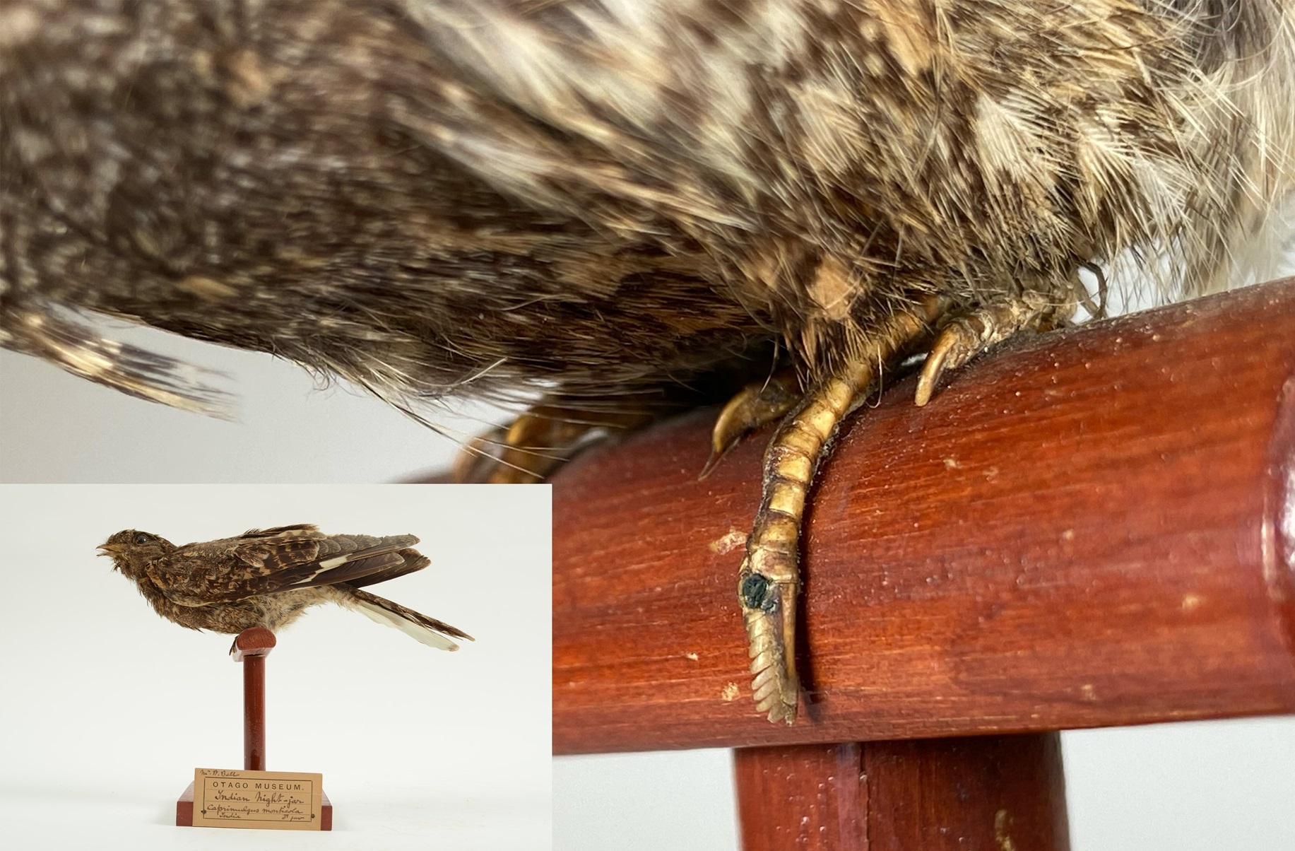 A pectinate claw visible on a savanna nightjar (formerly the Indian nightjar). Photo: Tūhura...
