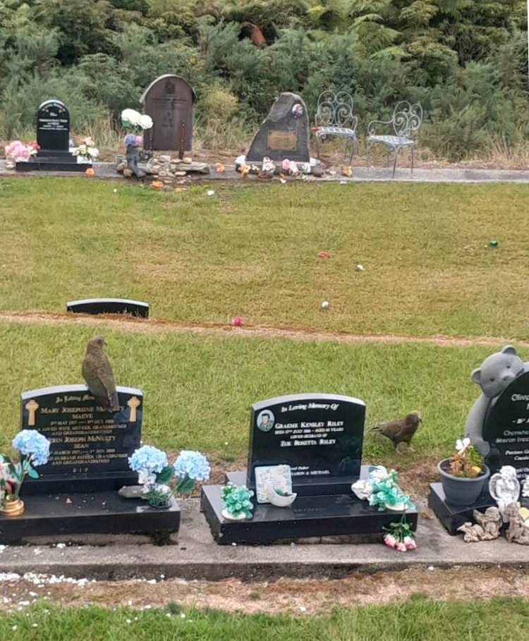 Kea damaged plastic flowers and other mementoes on graves at the Ross Cemetery last week. Photo:...