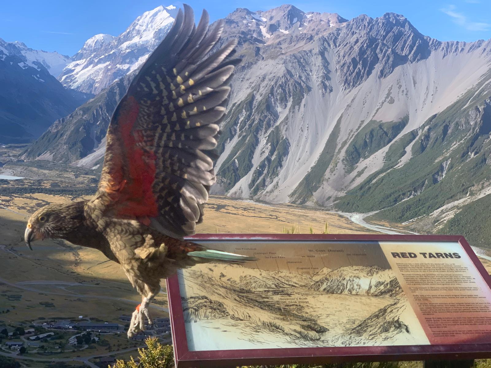A kea at Red Tarns. Doc says tagging the parrot is a cost-effective way of monitoring them. Photo...