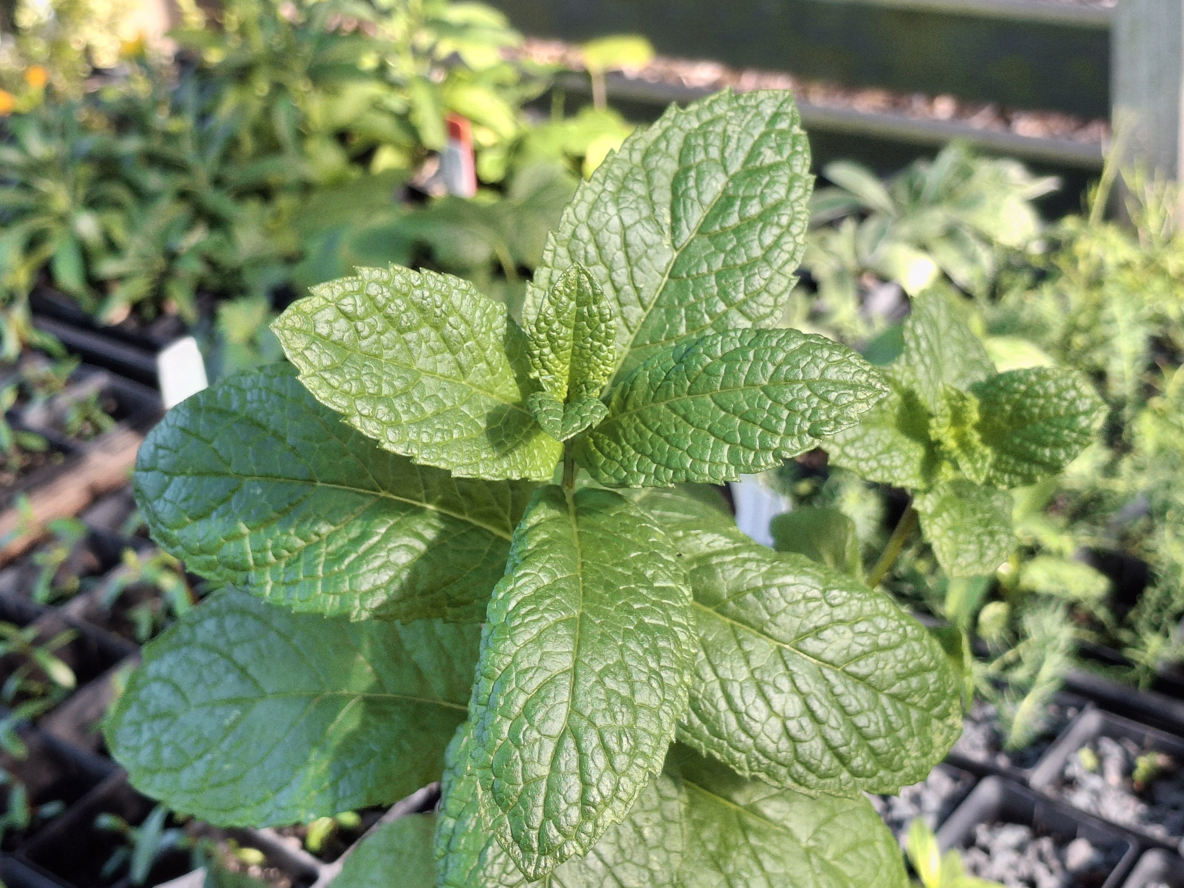 Mint (Mentha) is an example of a plant that responds well to trimming.






